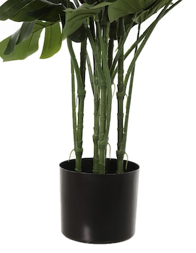 Árbol Haus Monstera