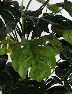 Árbol Haus Monstera