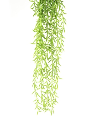 Acacia Running