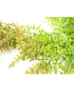 Helecho decorativo Running con acabado natural