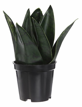 Planta Decorativa Crown Tanum