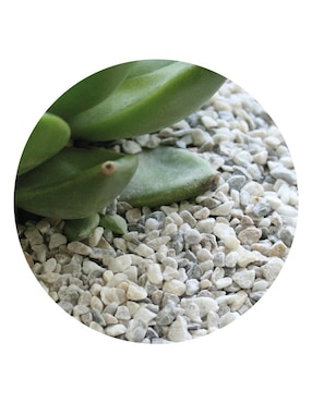 Piedra natural decorativa Smart Garden