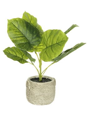 Planta Heuman Brand Fele