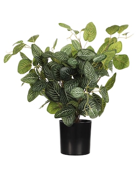 Planta Heuman Brand Champeta