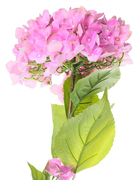Hortensia Crown Atuna
