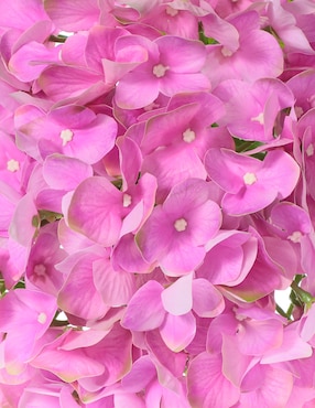 Hortensia Crown Atuna