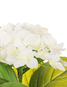 Preelaborado de hortensia Crown