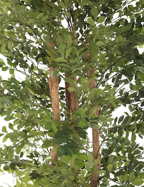 Árbol Haus