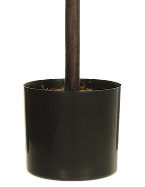 Árbol Bluebell & Co.