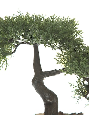 Bonsai Bluebell & Co. 26 cm con maceta