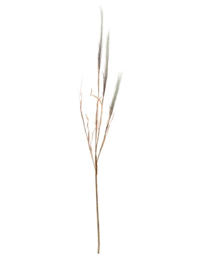 Pampa decorativa Haus