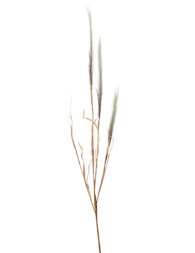 Pampa decorativa Haus