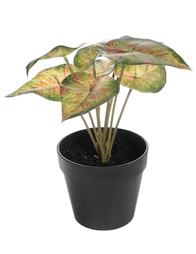 Caladium Natural Bluebell & Co.