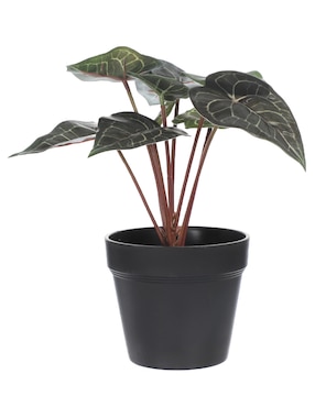 Caladium Artificial Blueebell & Co.