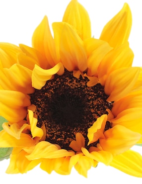 Girasol Bluebell & Co.