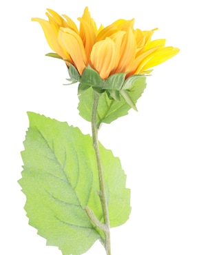 Girasol Bluebell & Co.