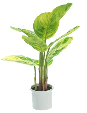Preelaborado de epipremnum Bluebell & Co.