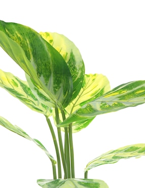 Preelaborado de epipremnum Bluebell & Co.