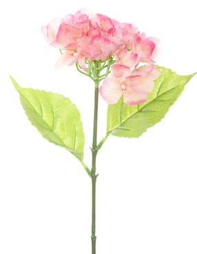 Hortensia Crown Baccara