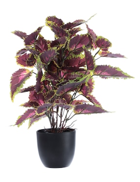 Coleus Artificial Haus