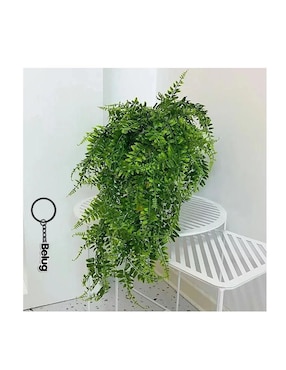 Helecho decorativo Genérica