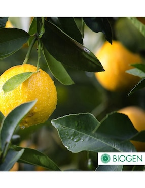 Fertilizante para todo tipo de plantas y césped Biogen 24710