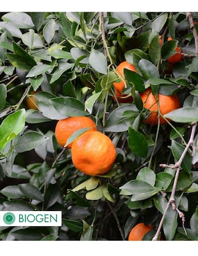Fertilizante para todo tipo de plantas y césped Biogen 24710