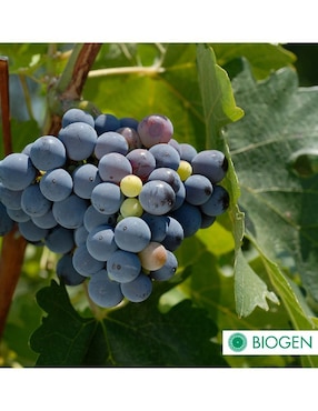 Fertilizante para todo tipo de plantas y césped Biogen 24710