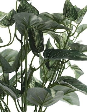 Ramo de pothos pick Haus