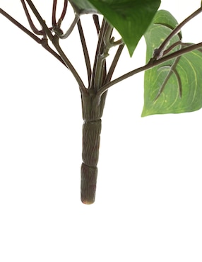 Ramo de pothos pick Haus