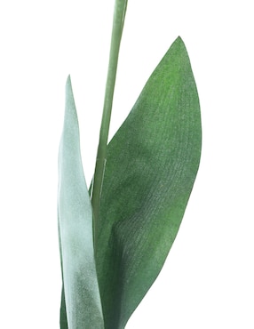 Tulipán Bluebell & Co.