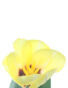 Tulipán Bluebell & Co.