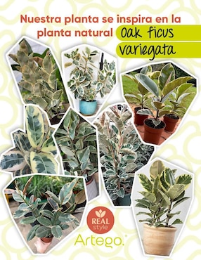 Ficus artificial Artego