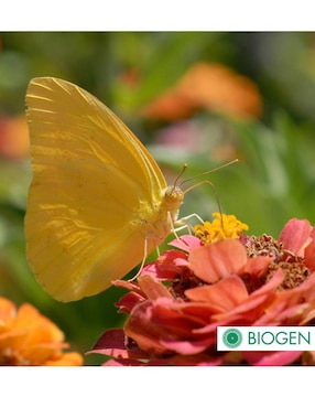 Insecticida para todo tipo de plantas y césped Biogen 24713