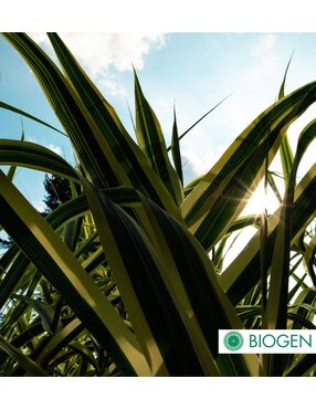 Fertilizante para todo tipo de plantas y césped Biogen 24715