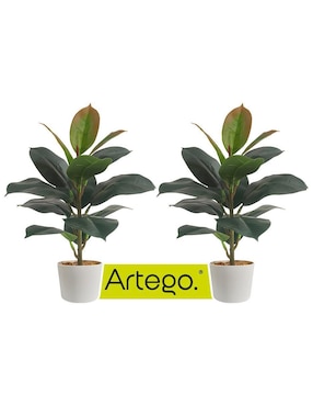 Ficus Artificial Artego Con Maceta