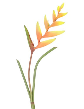 Vara de heliconia Haus
