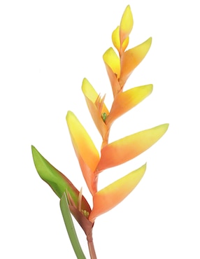 Vara de heliconia Haus