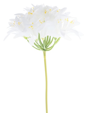 Nerine Haus Tropical