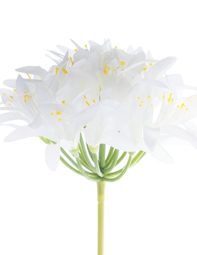 Nerine Haus Tropical
