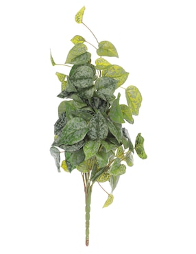 Pothos pick Bluebell & Co.