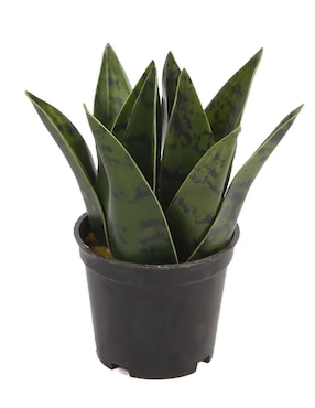 Dracena Artificial Sochic Sansevieria