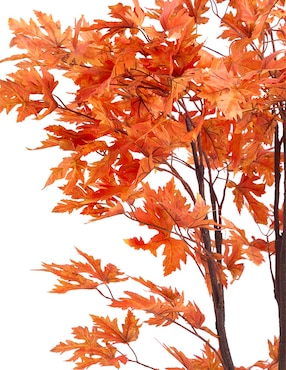Maple Haus 150 cm con maceta