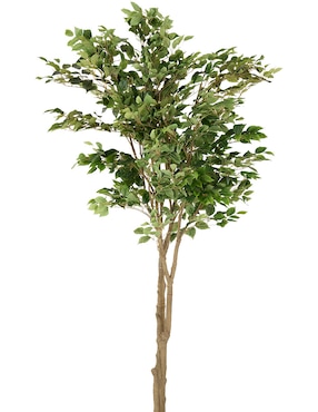 Ficus Haus Ficus 204 cm con maceta