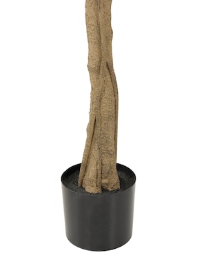 Ficus Haus Ficus 204 cm con maceta