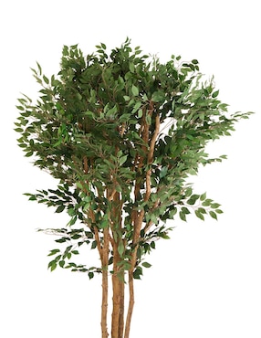 Ficus Haus 240 cm con maceta