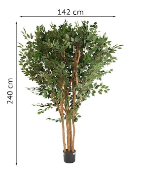 Ficus Haus 240 cm con maceta