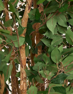Ficus Haus 240 cm con maceta