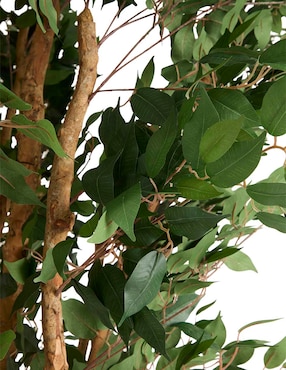 Ficus Haus 240 cm con maceta
