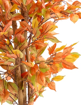 Ficus Haus 250 cm con maceta